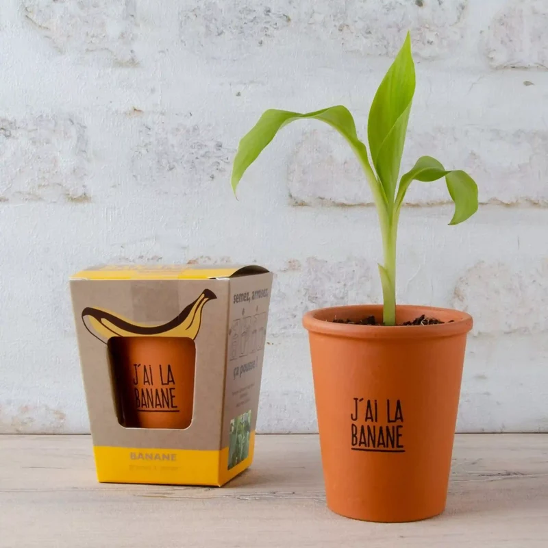 Kit de culture bananier "J'ai la banane"