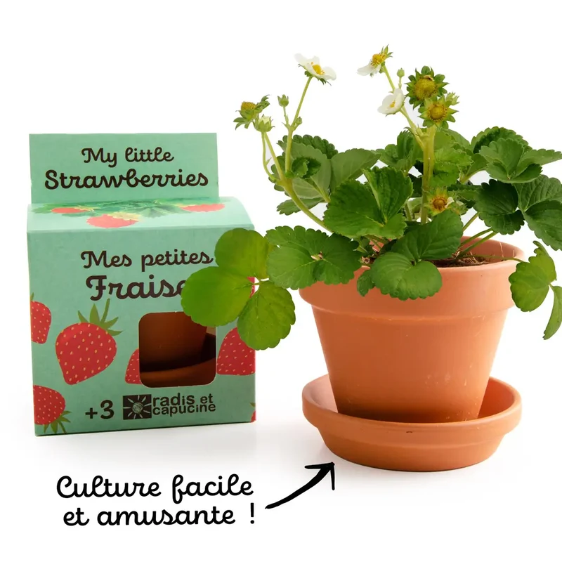 Kit de plantation de fraise