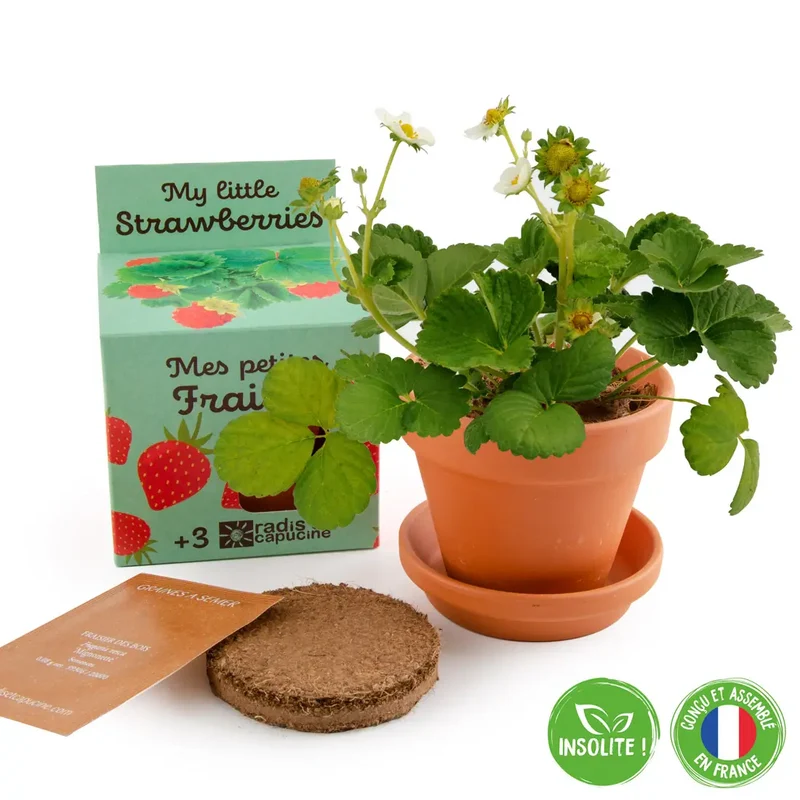 Kit de plantation de fraise